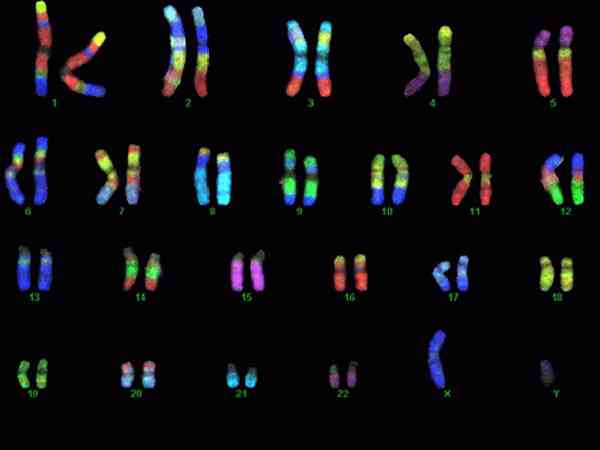 胚胎染色体整倍体和非整倍体的区别在哪？