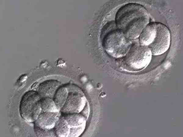 试管胚胎d3d5d6有什么区别？哪个质量更好？