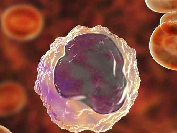 移植一个鲜胚在子宫里会裂变成两个吗？