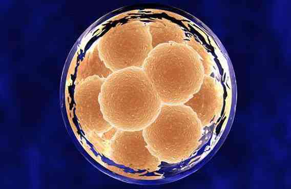 第3天的鲜胚abcd四个质量等级是怎么划分的？