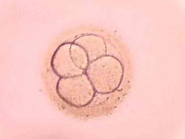 取卵后培养到第五天的胚胎叫做囊胚吗？