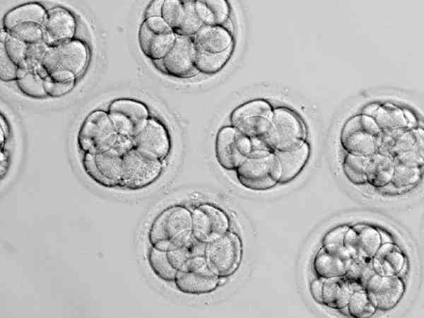 试管移植第三天的16细胞胚胎容易成功吗？
