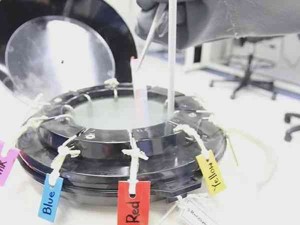 试管hrt人工周期方案移植冻胚的成功率高吗？