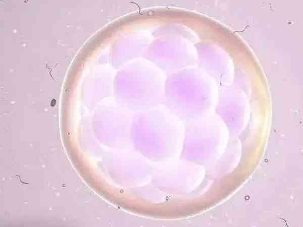 人工周期解冻复苏移植囊胚前雌二醇越高越好吗？