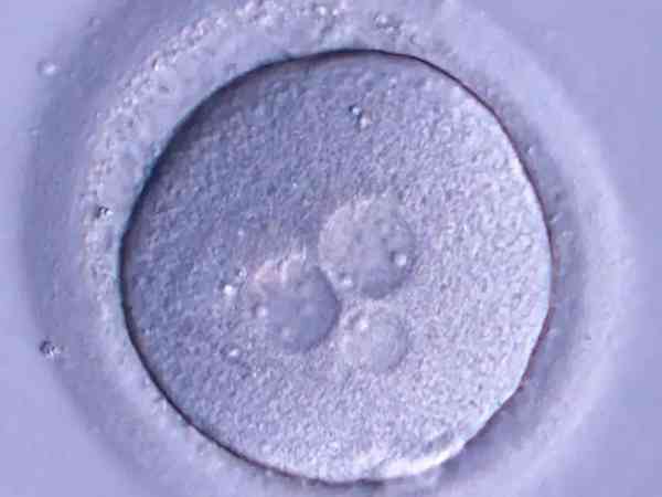 四级胚胎质量不好却养囊成功可以移植吗？