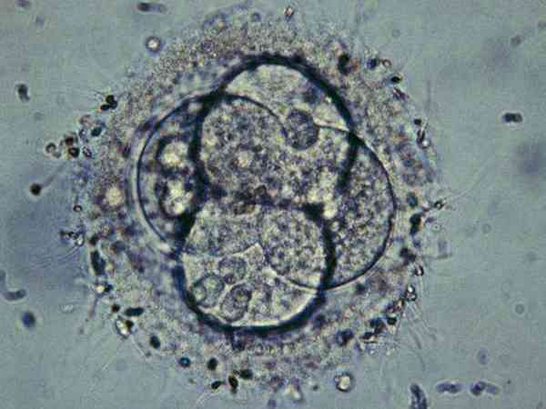 一胎自然受孕二胎做试管移植两枚冻胚成功率高吗？