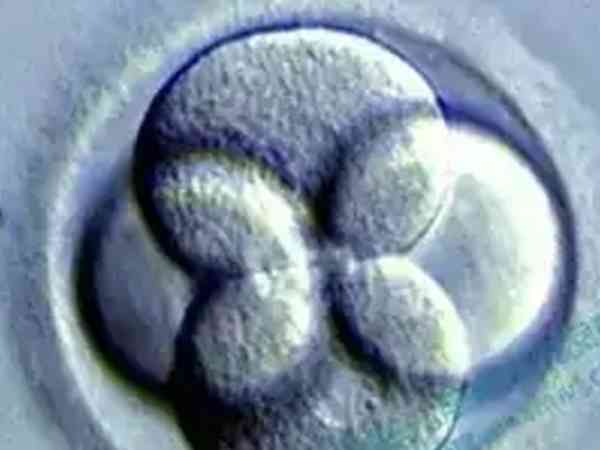 中信湘雅做三代试管第3天的4细胞5细胞养囊要几天时间？