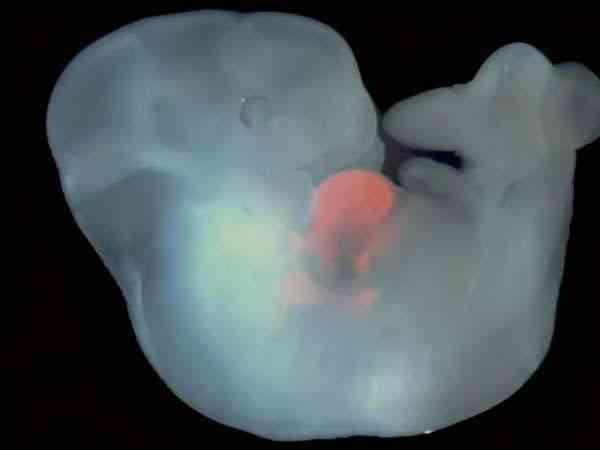 嵌合体胚胎是男方精子的问题还是女方卵子问题造成的？