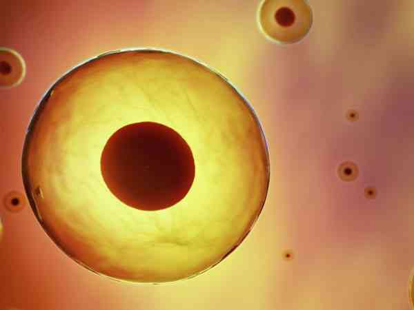 试管三天胚胎不卵裂换什么方案才有救?