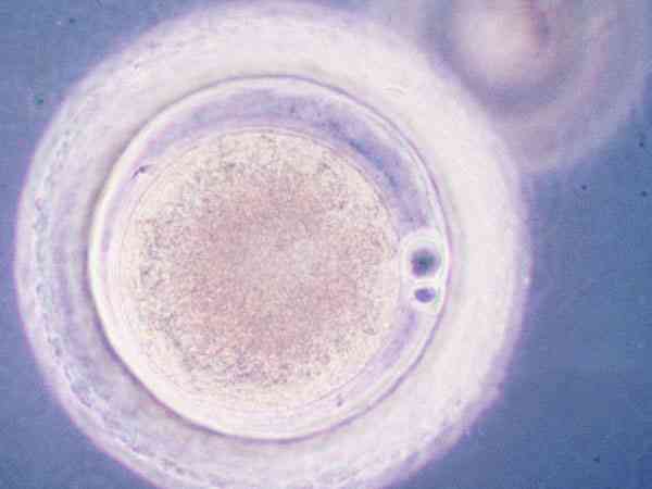 激光辅助孵化的作用是能提高鲜胚着床成功率吗？