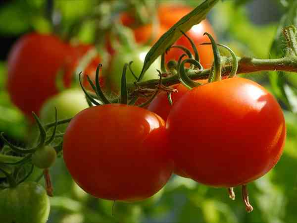 航洋番茄红素抗衰老是真有效果还是只是骗局？