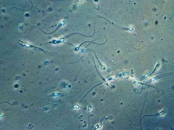 胚胎养囊成功率主要看精子质量吗？