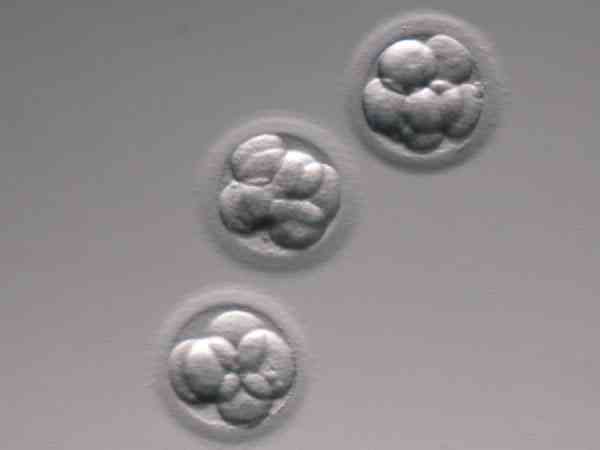第三天的4细胞1级胚胎有移植的必要吗？