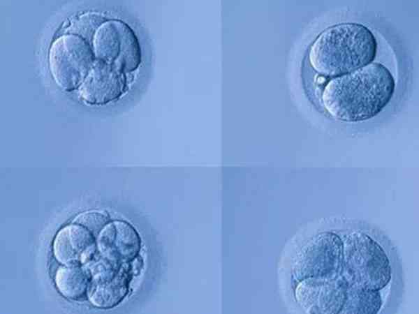 3天的c级胚胎有必要养囊后再移植吗？
