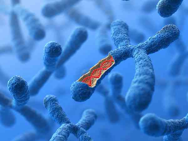 做第三代试管是必须要养囊才能筛查胚胎染色体吗？