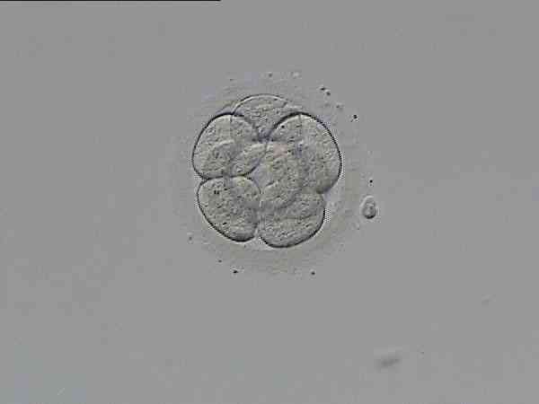 两个质量很差的三级胚胎都养囊成功了的例子多吗？