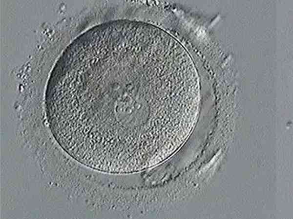 1pn胚胎为什么会成功养成4bb的优质囊胚？