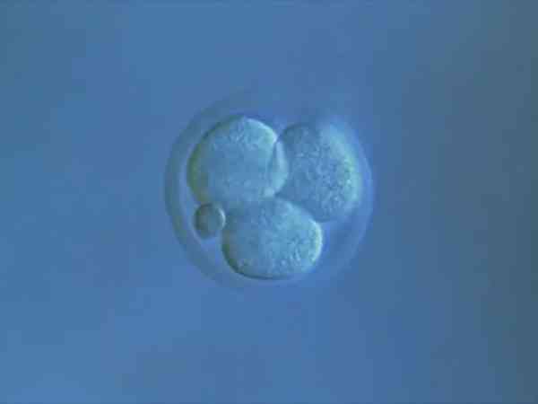 评分812的新鲜胚胎算是一级胚胎吗?