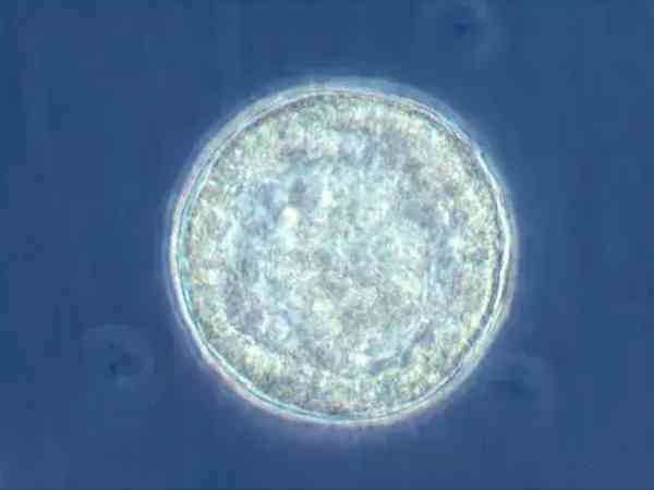amh0.21自然受孕几率小，做试管婴儿还有怀孕希望吗？