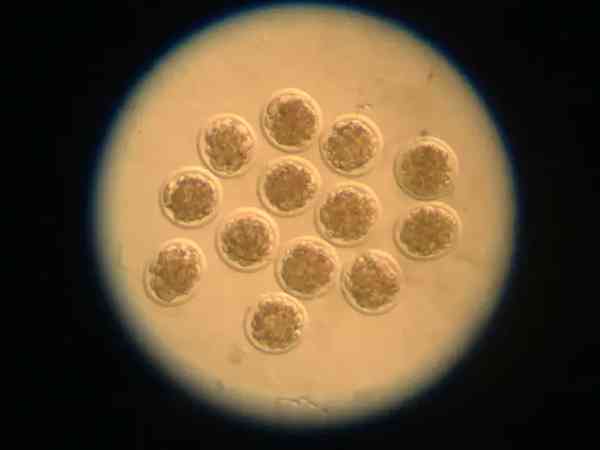 813胚胎是什么意思？属于什么级别？