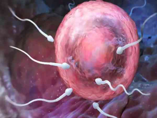 为什么有的胚胎需要辅助孵化成功之后才能移植？