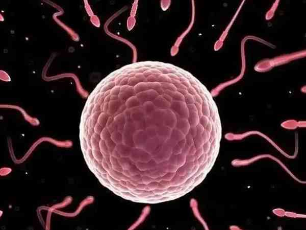 染色体异常导致卵子质量不好做试管几代成功率最高？