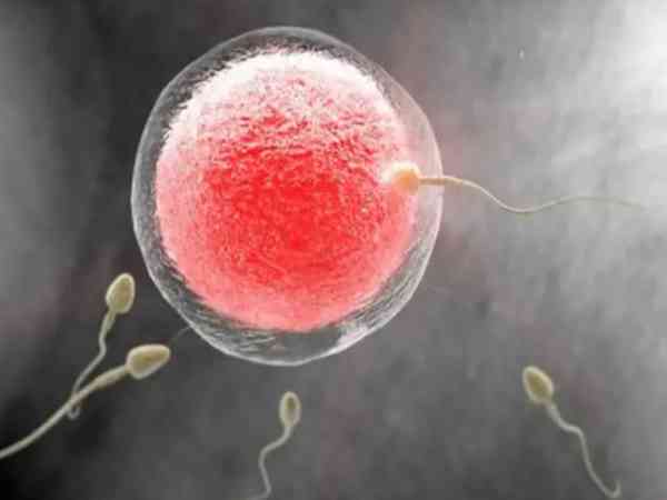 囊胚移植后通过雌二醇的高低变化能看出怀孕吗？