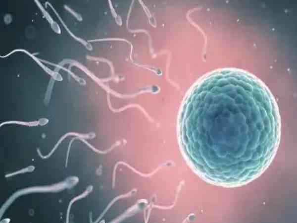 取卵后受精卵需要在体外培养多久才知道胚胎结果？