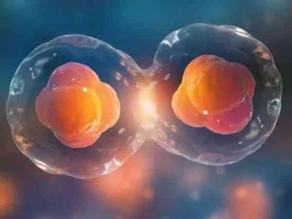 子宫偏小做试管能移植两个胚胎怀双胞胎吗？