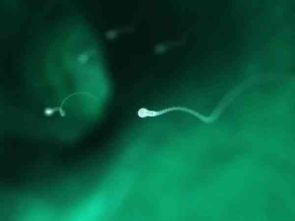 全是d级精子做试管婴儿能养囊成功吗？