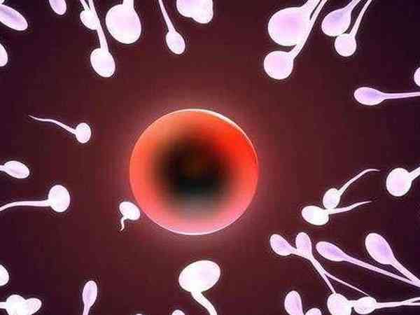 一代试管多精入卵的原因是卵子问题还是精子问题？