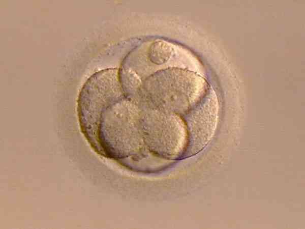 为什么供卵试管移植囊胚总是不成功？