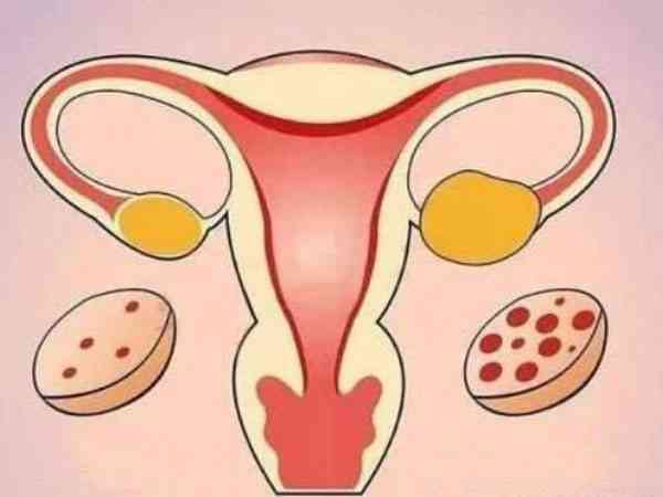 顺珈侬DHEA能保护卵巢功能提高卵子质量吗？