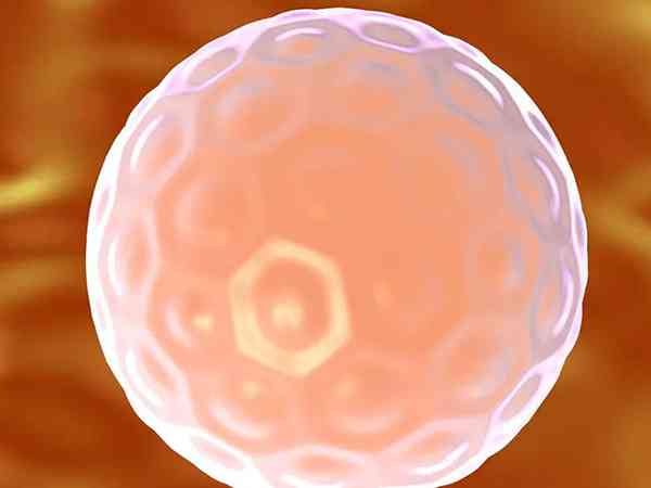 试管三代一次只能移植一个囊胚是怕胚胎裂变吗？