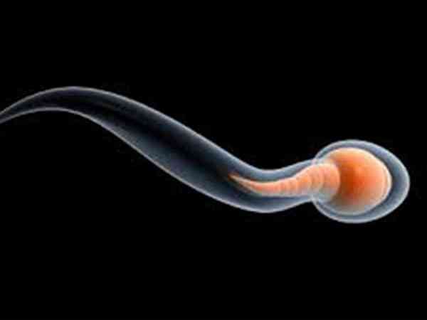 精子和精子细胞有什么区别？是一个东西吗？
