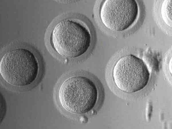 女方染色体异常能申请供卵生小孩吗？费用高吗？