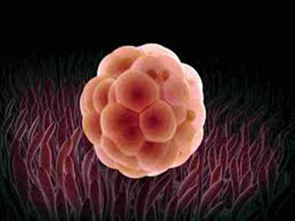 三天桑葚胚胎不养囊直接移植着床成功率高吗？