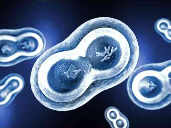 试管婴儿移植30%的嵌合体胚胎是什么意思？