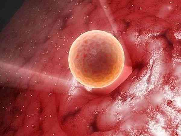 囊胚多核但是是优质胚胎能移植吗？成功率多高？