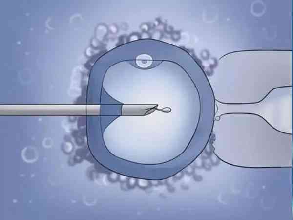 卵子蜡状透明带补救二代试管婴儿成功的案例多吗？