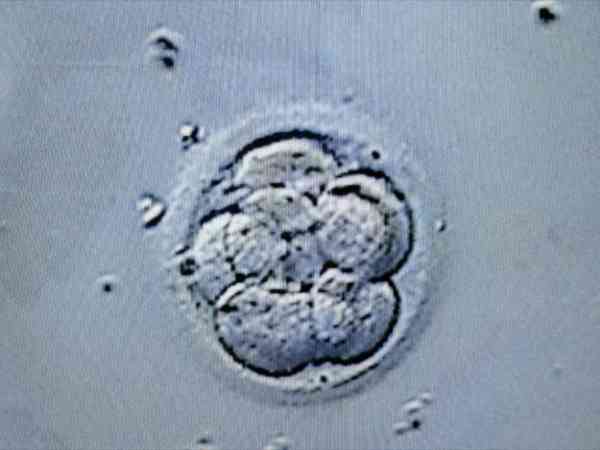 移植一枚5天的优质囊胚为什么第十二天才着床？