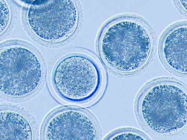 试管婴儿取卵十个成功配成八个优质胚胎正常吗？