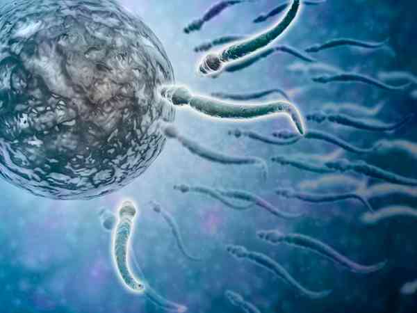 稽留流产是精子的问题还是卵泡的原因？
