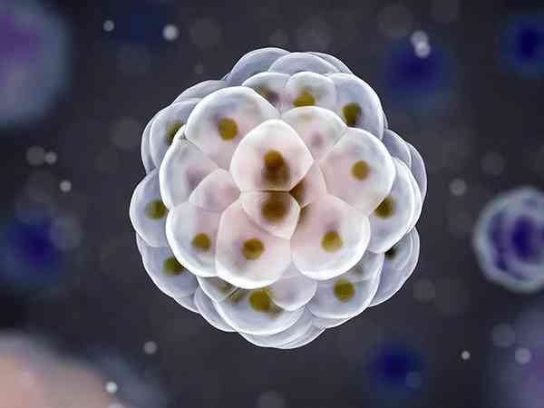 供卵试管移植医生一般建议放几个胚胎到子宫？
