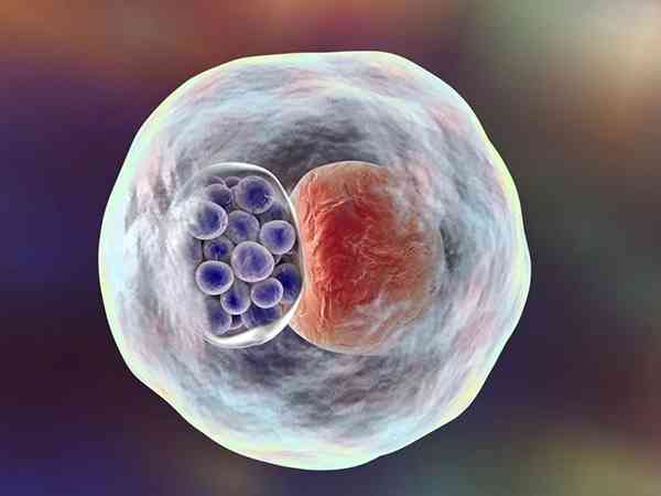 剩余1个胚胎养囊有成功的几率吗？