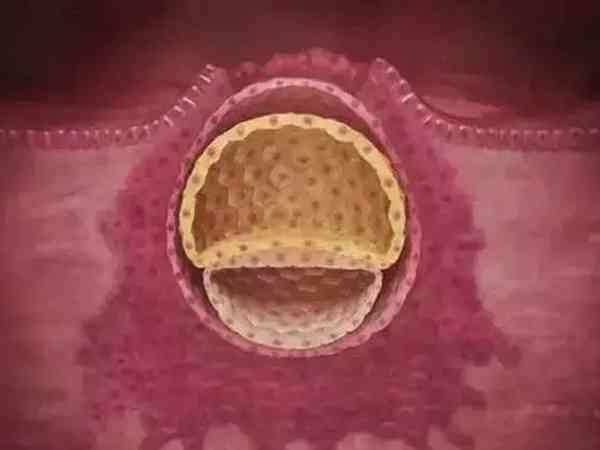 质量不好的2个胚胎养囊能成功几个？