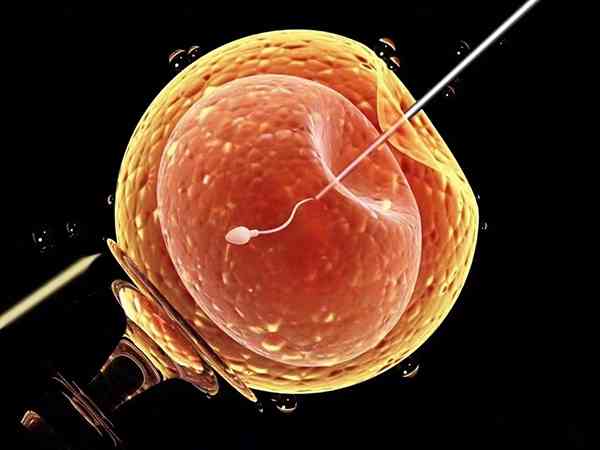 3个胚胎养囊的成功率大吗？能养成几个囊胚？
