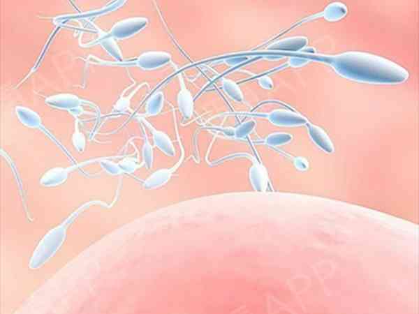精加力和生精片哪个提高精子质量效果好？
