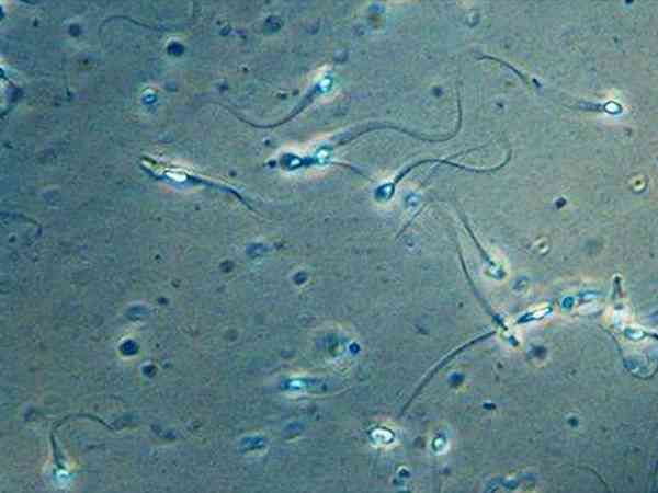 李铮医生用生精细胞培养出的精子可以拿去做试管吗？