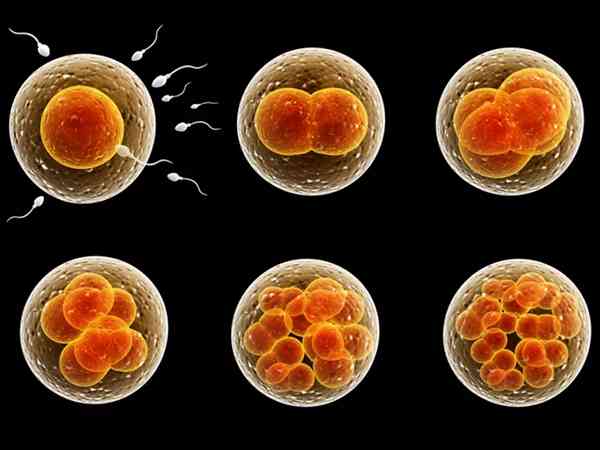 8个胚胎养成7个囊胚的概率大吗？
